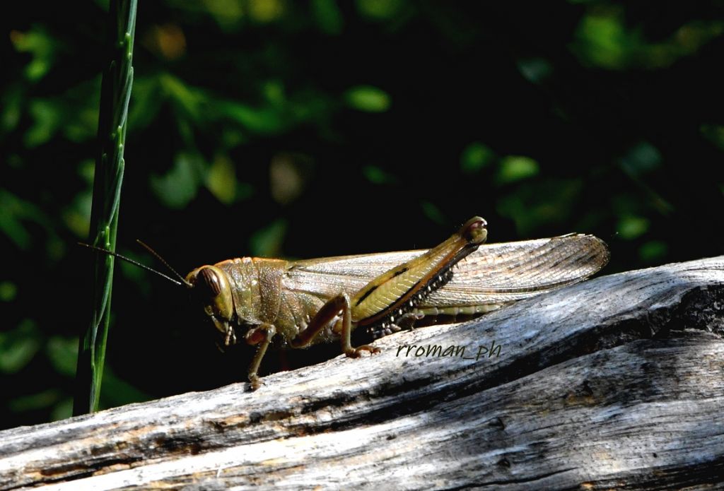 Anacridium aegyptium, Locusta egiziana? S